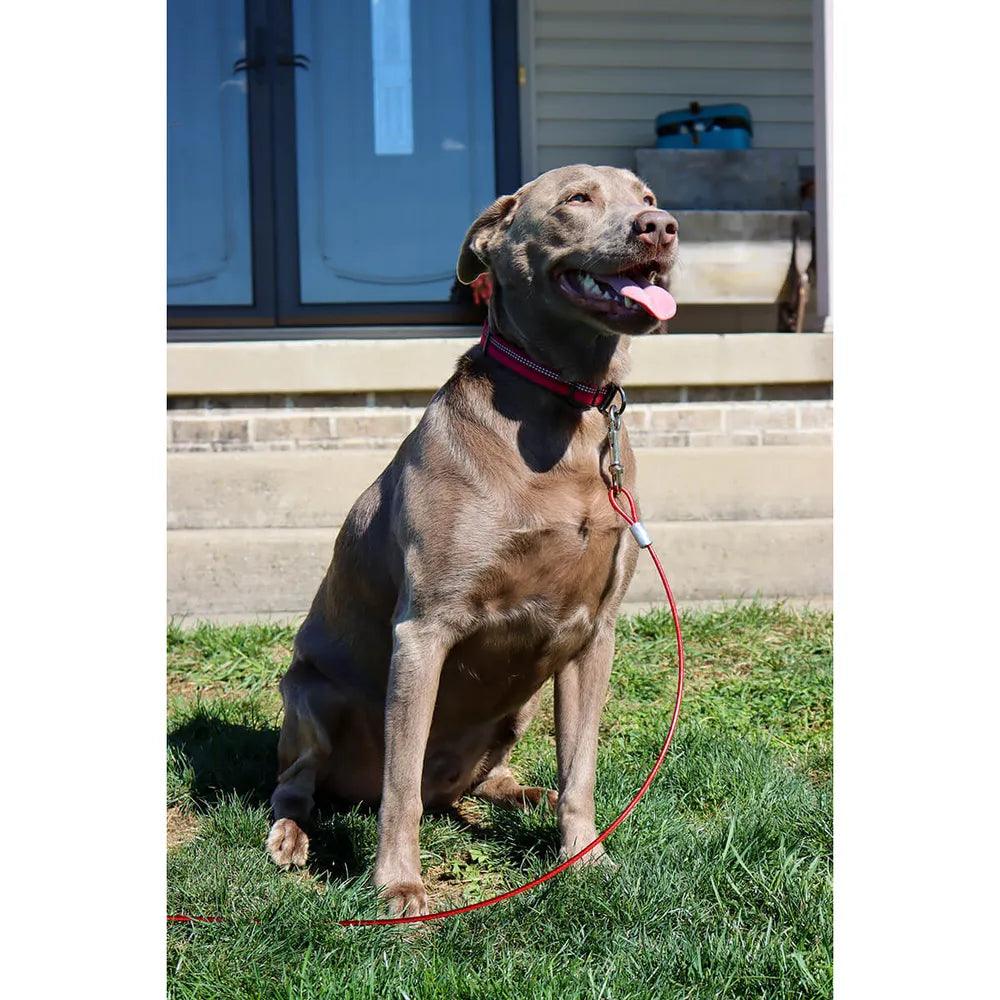 Titan Dog Tie Out Cable - Houlihan Saddlery LLC
