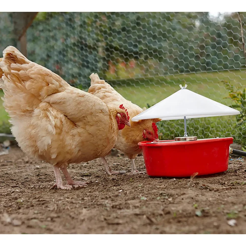 Automatic Poultry Waterer