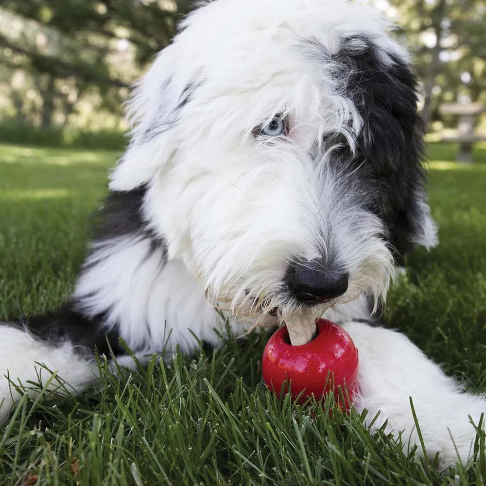 KONG Ziggies Dog Dental Treats - Dog Dental Chews KONG Houlihan Saddlery LLC