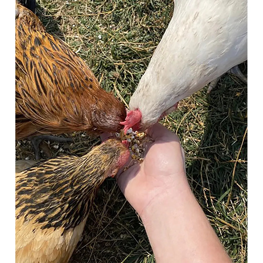 Golden Graze Snack Bites