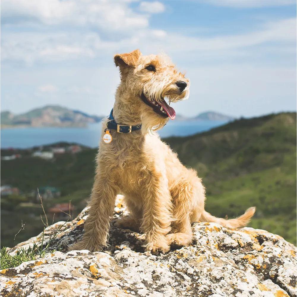 BuddyBadge Silicone Collar Tag - Houlihan Saddlery LLC