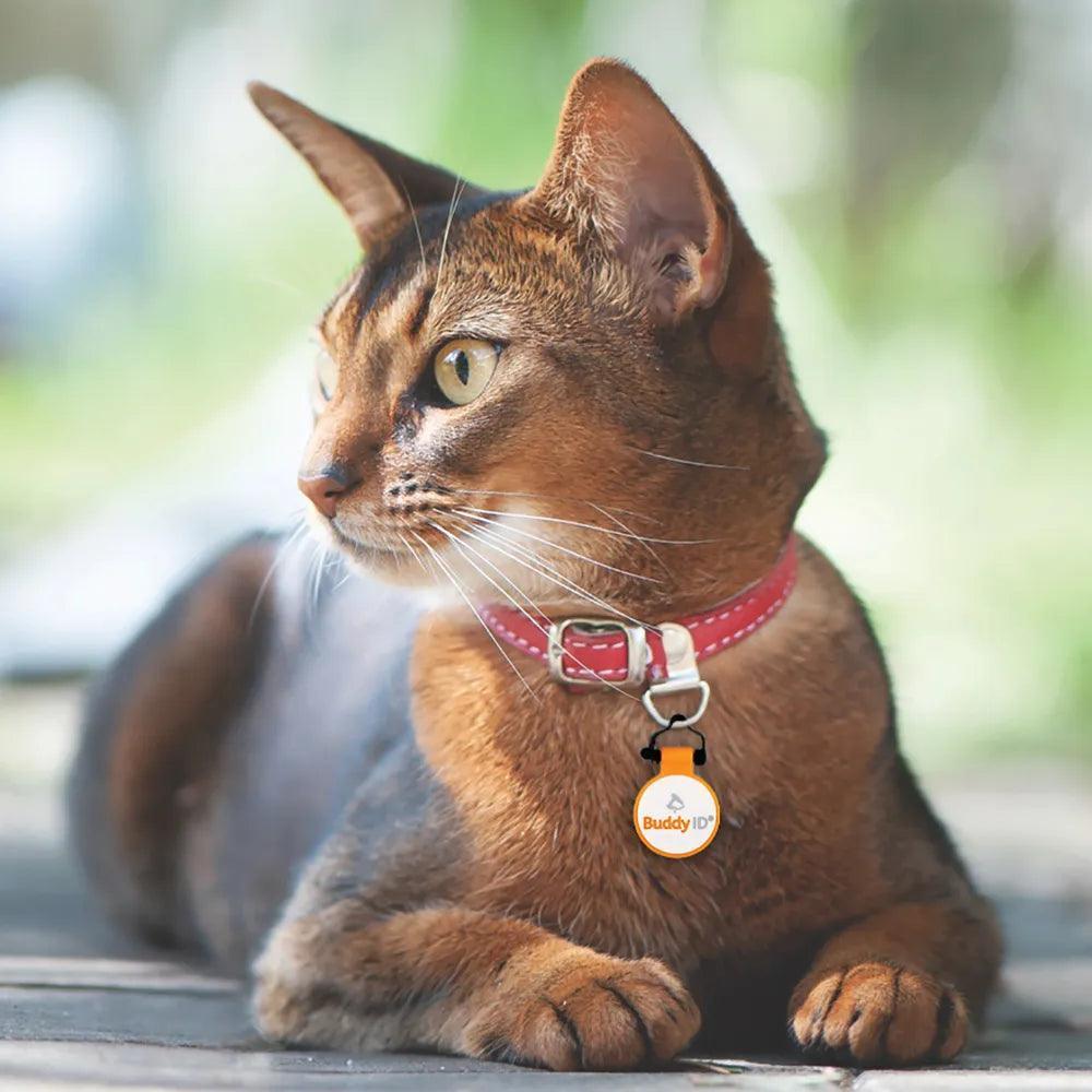 BuddyBadge Silicone Collar Tag - Houlihan Saddlery LLC