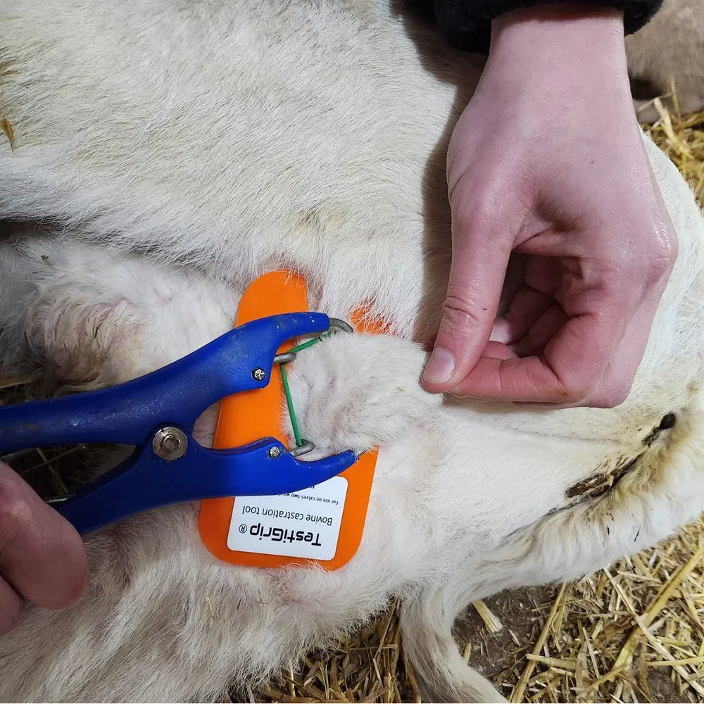 TestiGrip Castration Tool