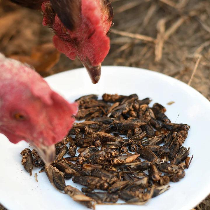 Happy Hen Cricket Craze - Houlihan Saddlery LLC