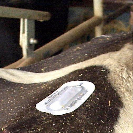 Kamar Heatmount Detectors for Cattle - Houlihan Saddlery LLC