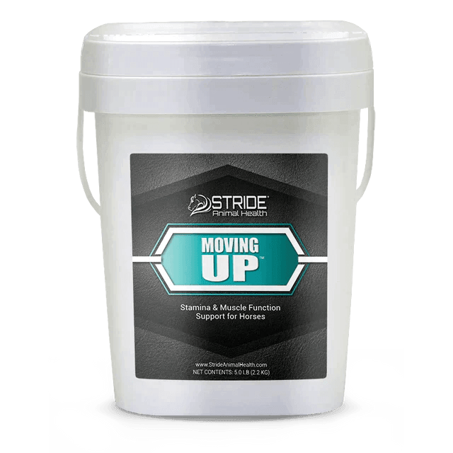 Moving Up - Houlihan Saddlery LLC