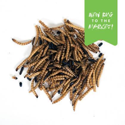 Superworm Swarm - Houlihan Saddlery LLC