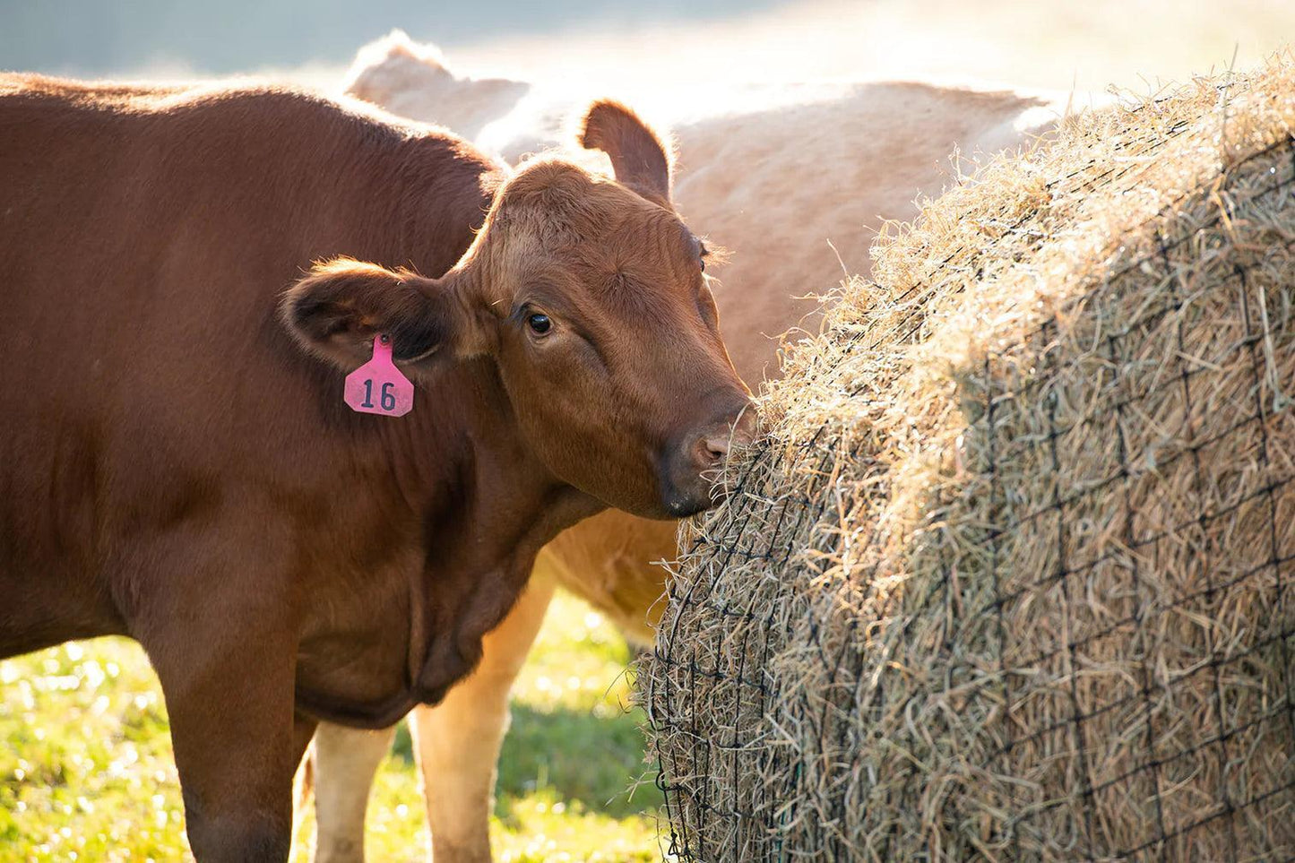 Round Bale Hay Net - Houlihan Saddlery LLC