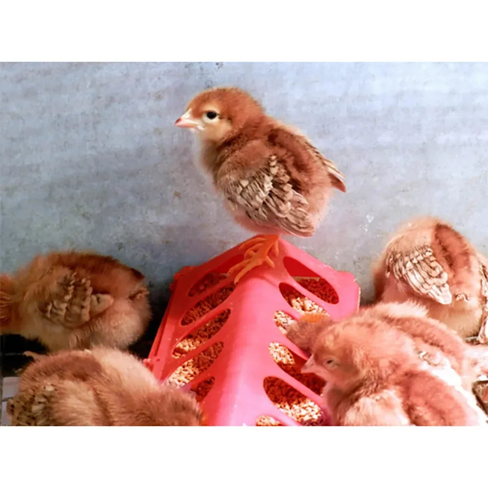 Plastic Flip-Top Poultry Feeder