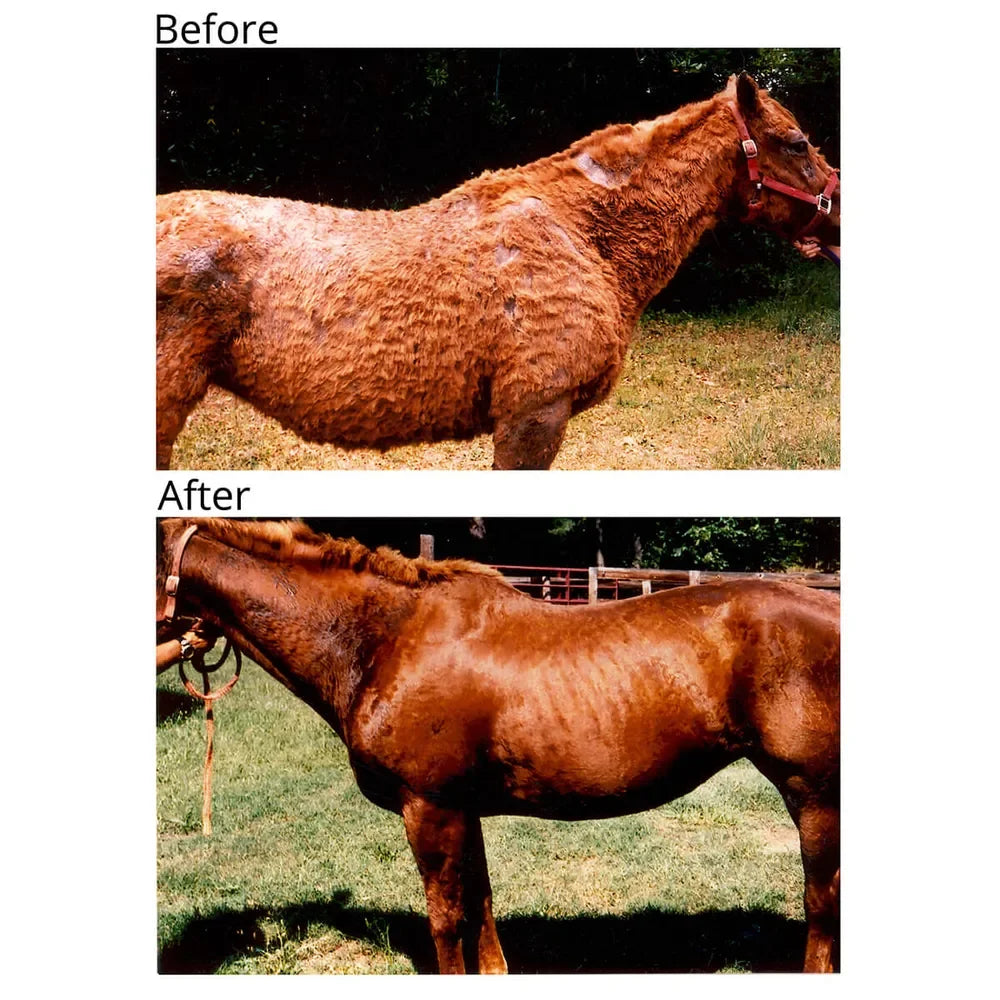 Banixx Horse & Pet Care Spray