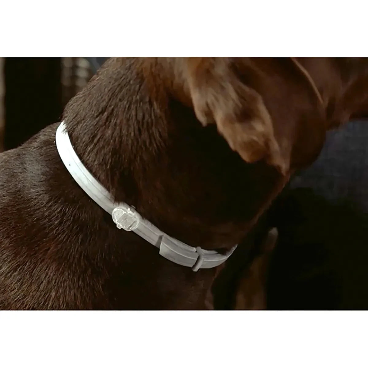 Seresto Flea and Tick Collar for Dogs