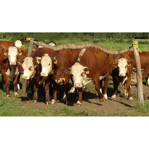 Cow Life-Cattle Rub - Houlihan Saddlery LLC