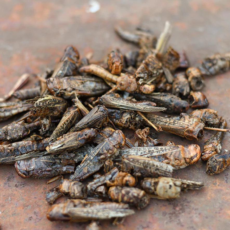 Happy Hen Dried Grasshoppers - Houlihan Saddlery LLC