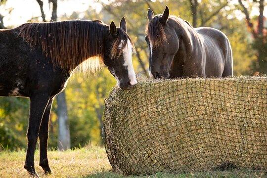 Large Square Bale Hay Net - Houlihan Saddlery LLC